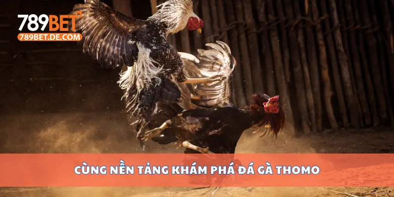 Đá Gà Thomo Hôm Nay Có Gì Hot? Xem Ngay Lịch Thi Đấu 2 Cùng nền tảng khám phá đá gà Thomo